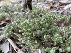 Selaginella dregei