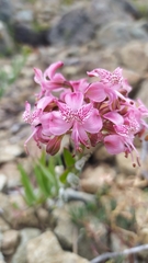 Alstroemeria revoluta
