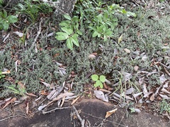 Selaginella dregei