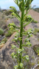 Chloraea cylindrostachya