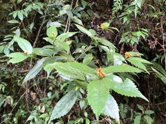 Sarcandra glabra