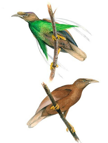 Standardwing