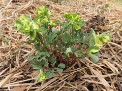 Corydalis bracteata