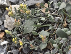Physaria hitchcockii
