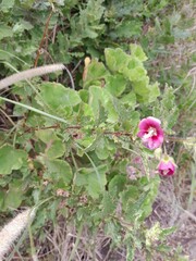Anisodontea scabrosa