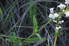 Penstemon tubaeflorus
