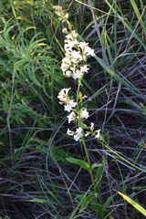 Penstemon tubaeflorus