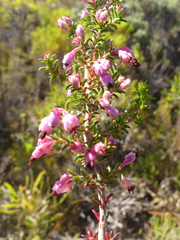 Erica placentiflora