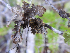 Pseudocyphellaria holarctica