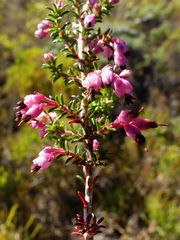 Erica placentiflora