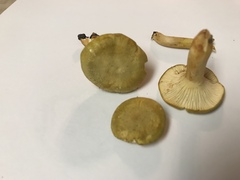 Cantharellus iuventateviridis