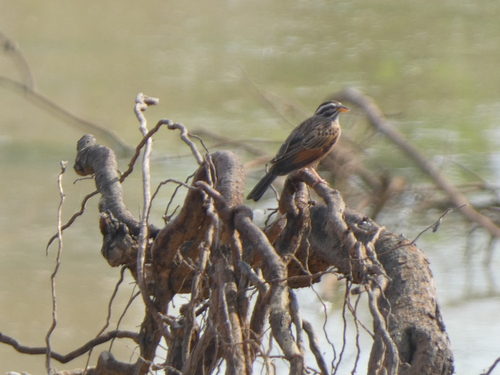 Gosling's Bunting (Emberiza goslingi), photo 10