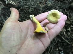 Cantharellus iuventateviridis