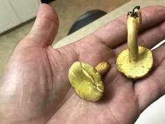 Cantharellus iuventateviridis