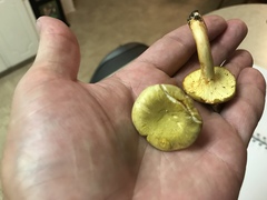 Cantharellus iuventateviridis