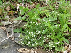 Stellaria pubera