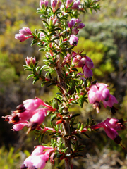 Erica placentiflora