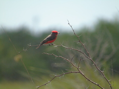 Pyrocephalus rubinus blatteus