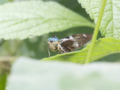 Astraptes