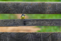 Tyrannus albogularis