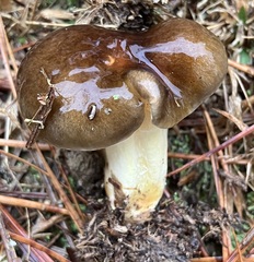 Hygrophorus hypothejus