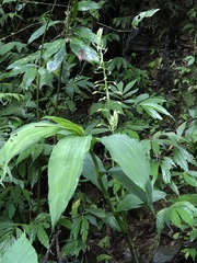 Cephalantheropsis obcordata