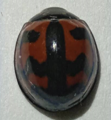 Cheilomenes sexmaculata