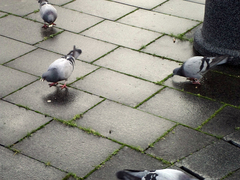 Columba livia domestica