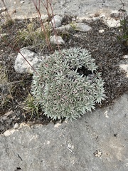 Petrophytum caespitosum