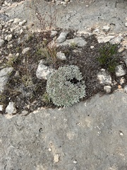 Petrophytum caespitosum