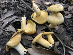 Cantharellus iuventateviridis