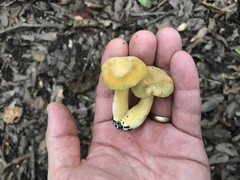Cantharellus iuventateviridis