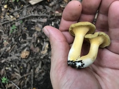 Cantharellus iuventateviridis