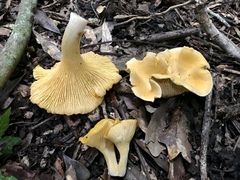 Cantharellus iuventateviridis
