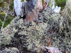Cladonia transcendens