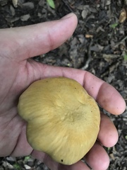 Cantharellus iuventateviridis