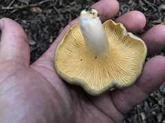 Cantharellus iuventateviridis