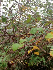 Rubus ulmifolius