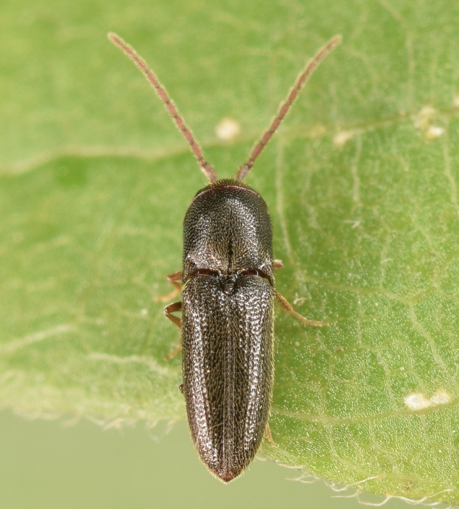 Rhagomicrus humeralis