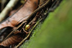 Lithobates warszewitschii
