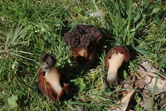 Gyromitra esculenta