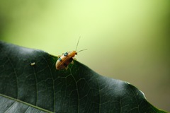 Metaxyonycha panamensis