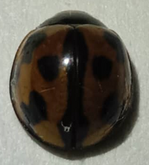 Coelophora inaequalis