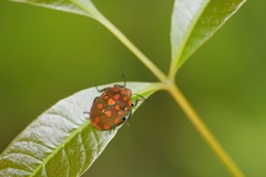 Pachycoris torridus