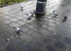 Columba livia domestica