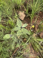 Ledebouria revoluta