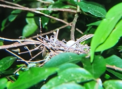 Ptilinopus magnificus