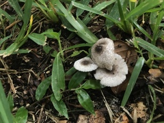 Leucocoprinus brebissonii