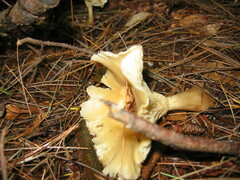 Ampulloclitocybe