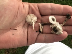 Leucocoprinus brebissonii